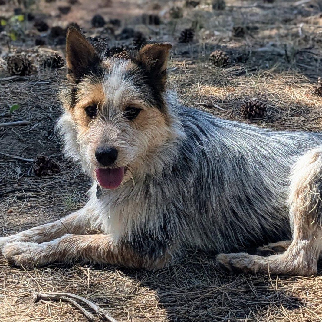Enlarge Digsy, an adopted mixed breed in Aspen, CO image 1/1