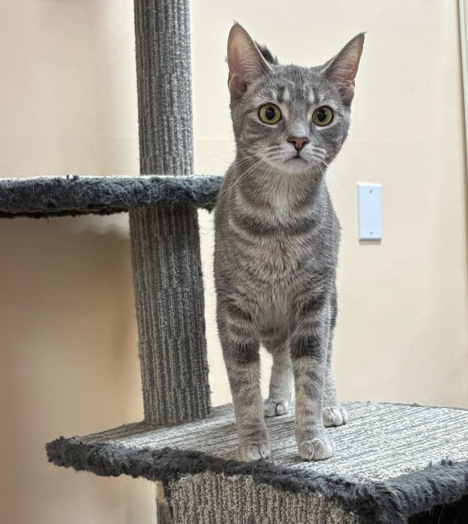 Enlarge Iris , an adopted Domestic Short Hair in wetaskiwin, AB image 1/1