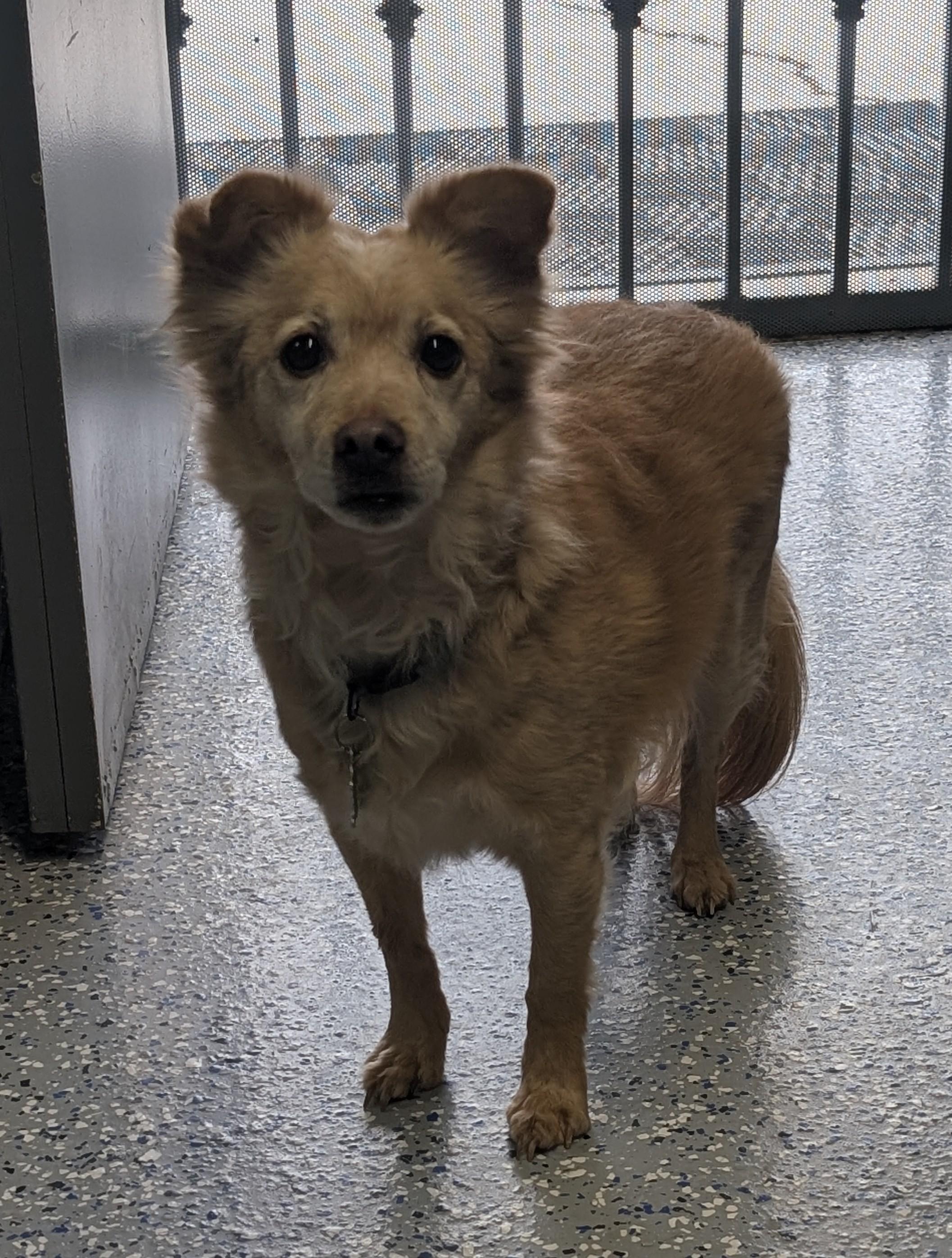 Mooch, ADOPTABLE, Adult Male Chihuahua.