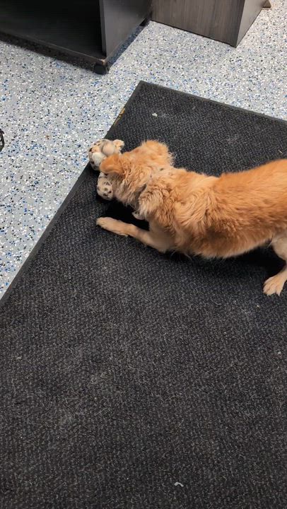Enlarge Mooch, a ADOPTABLE mixed breed in Benson, AZ video 1/2
