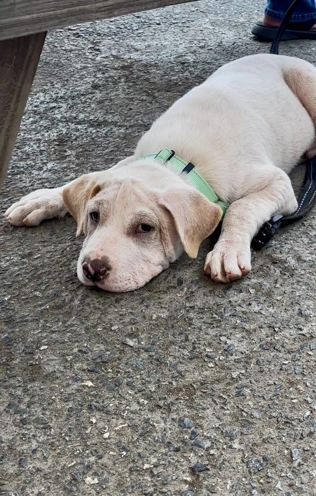 Journey, Adoptable, Puppy Male Labrador Retriever & Shar-Pei.