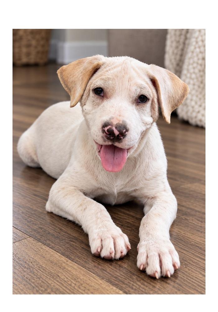 Enlarge Journey, a Adoptable mixed breed in Mooresville, NC image 2/5