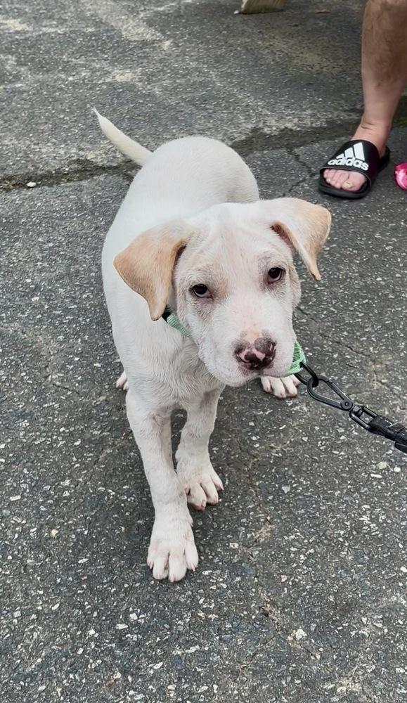 Enlarge Journey, a Adoptable mixed breed in Mooresville, NC image 3/5