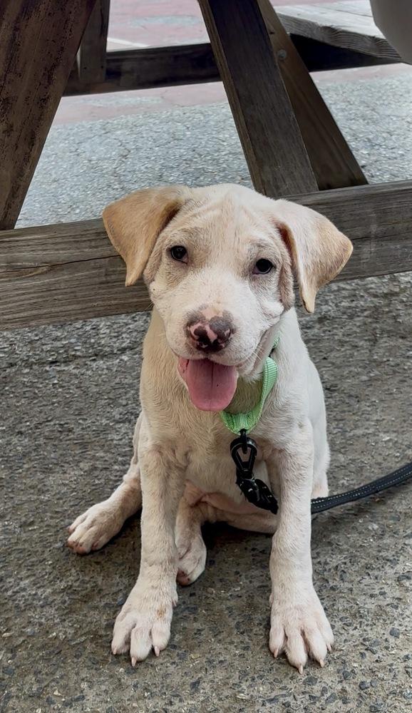 Enlarge Journey, a Adoptable mixed breed in Mooresville, NC image 4/5