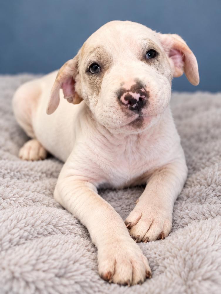 Enlarge Journey, a Adoptable mixed breed in Mooresville, NC image 5/5