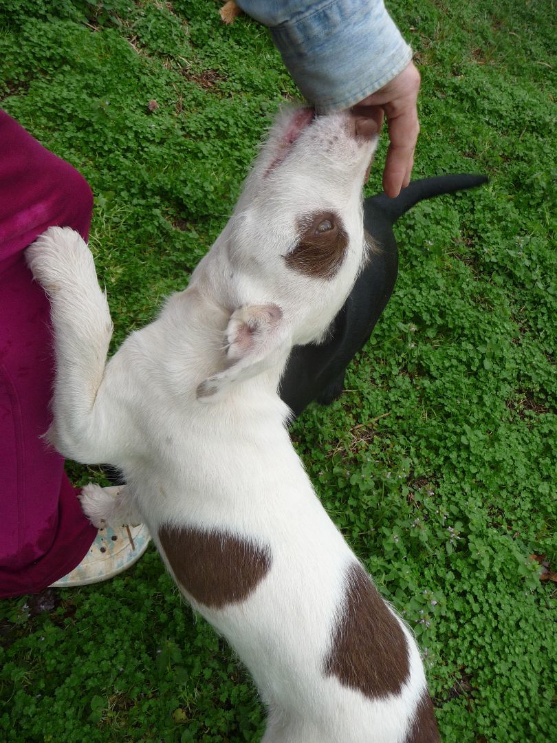 Possum, Adoptable, Puppy Female Terrier.