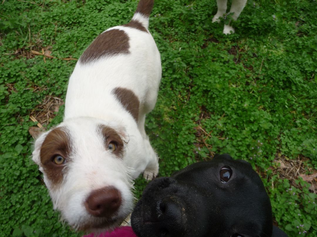 Possum, a Adoptable mixed breed in Cleveland, AL image 2/4