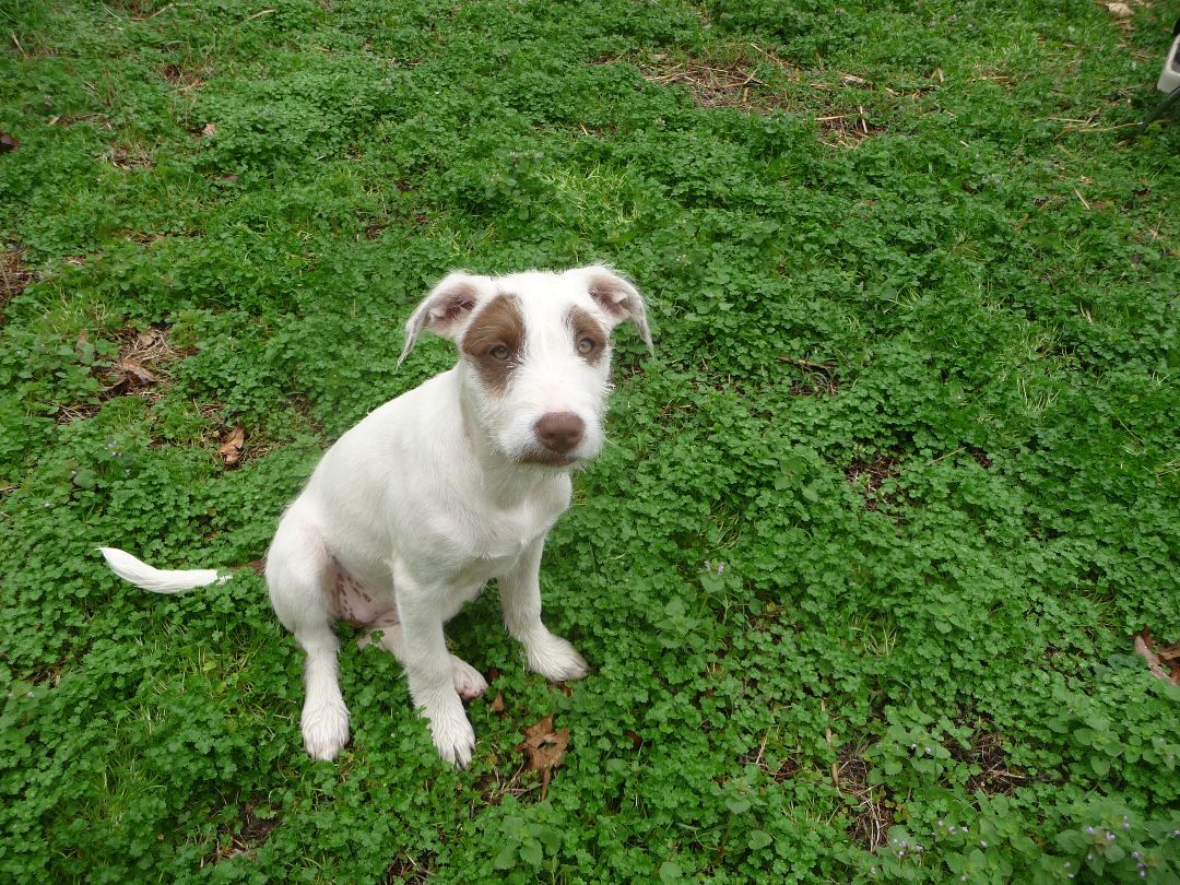 Possum, a Adoptable mixed breed in Cleveland, AL image 3/4