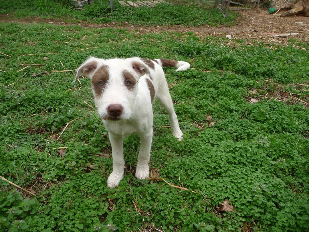 Possum, a Adoptable mixed breed in Cleveland, AL image 4/4