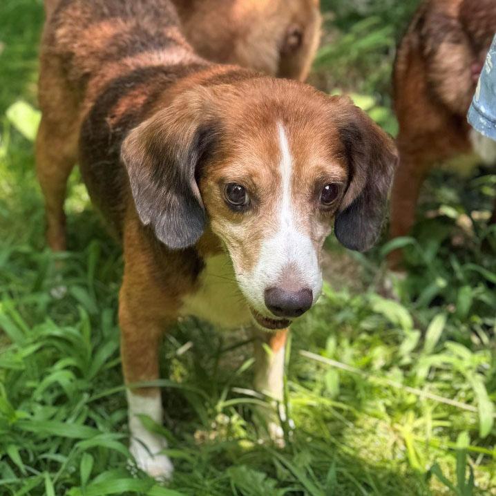 Enlarge Dave Belmont, a Adoptable Beagle in London, OH image 2/6