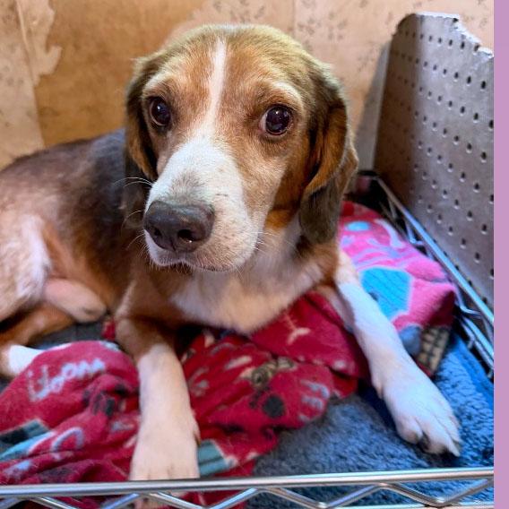 Enlarge Dave Belmont, a Adoptable Beagle in London, OH image 5/6