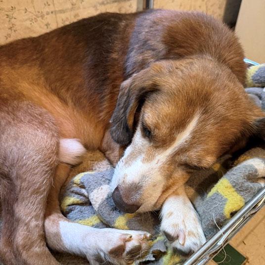 Enlarge Dave Belmont, a Adoptable Beagle in London, OH image 6/6