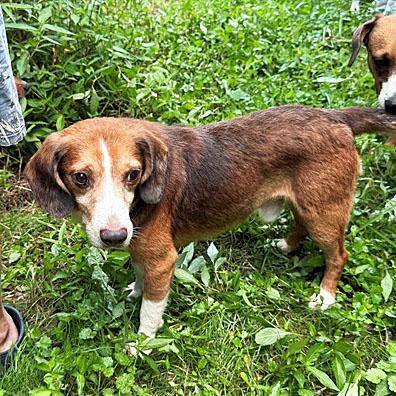 Enlarge Dave Belmont, a Adoptable Beagle in London, OH image 3/6