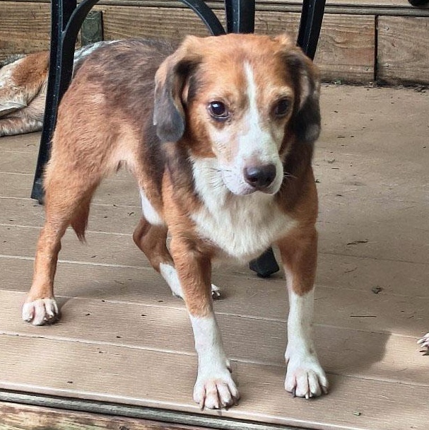 Enlarge Dave Belmont, a Adoptable Beagle in London, OH image 1/6