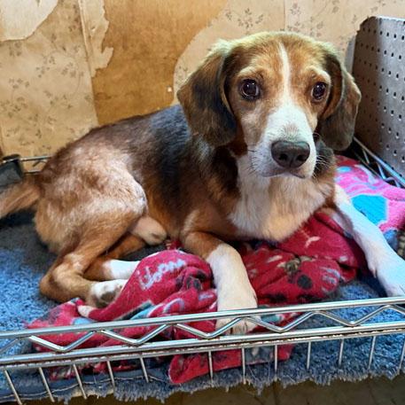 Enlarge Dave Belmont, a Adoptable Beagle in London, OH image 4/6