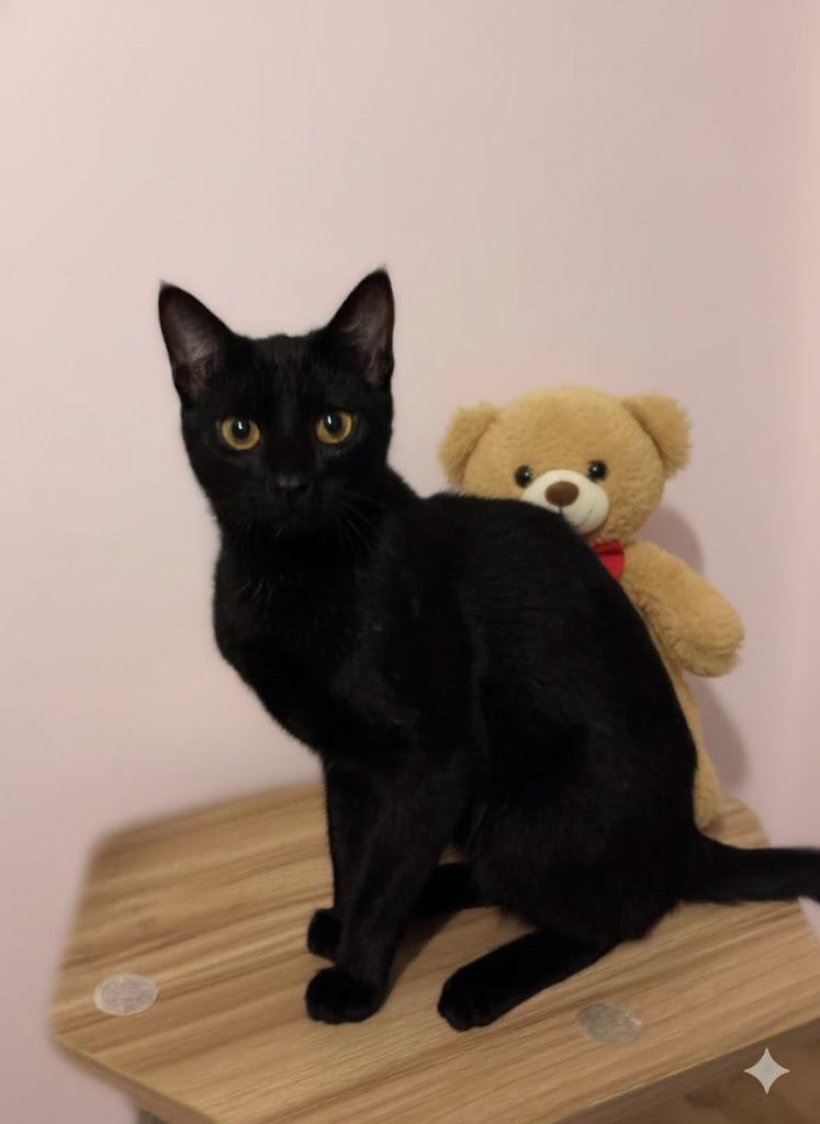Chiquita, a Adoptable Domestic Short Hair in Champaign, IL image 1/3