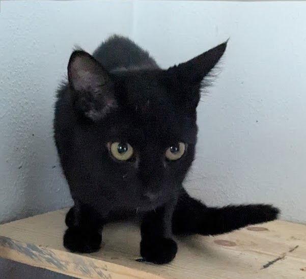 Chiquita, a Adoptable Domestic Short Hair in Champaign, IL image 2/3