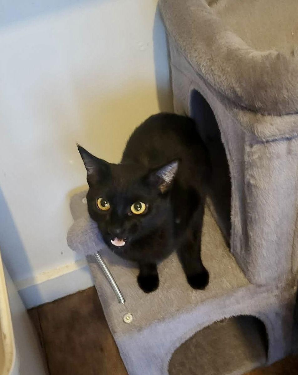 Chiquita, a Adoptable Domestic Short Hair in Champaign, IL image 3/3