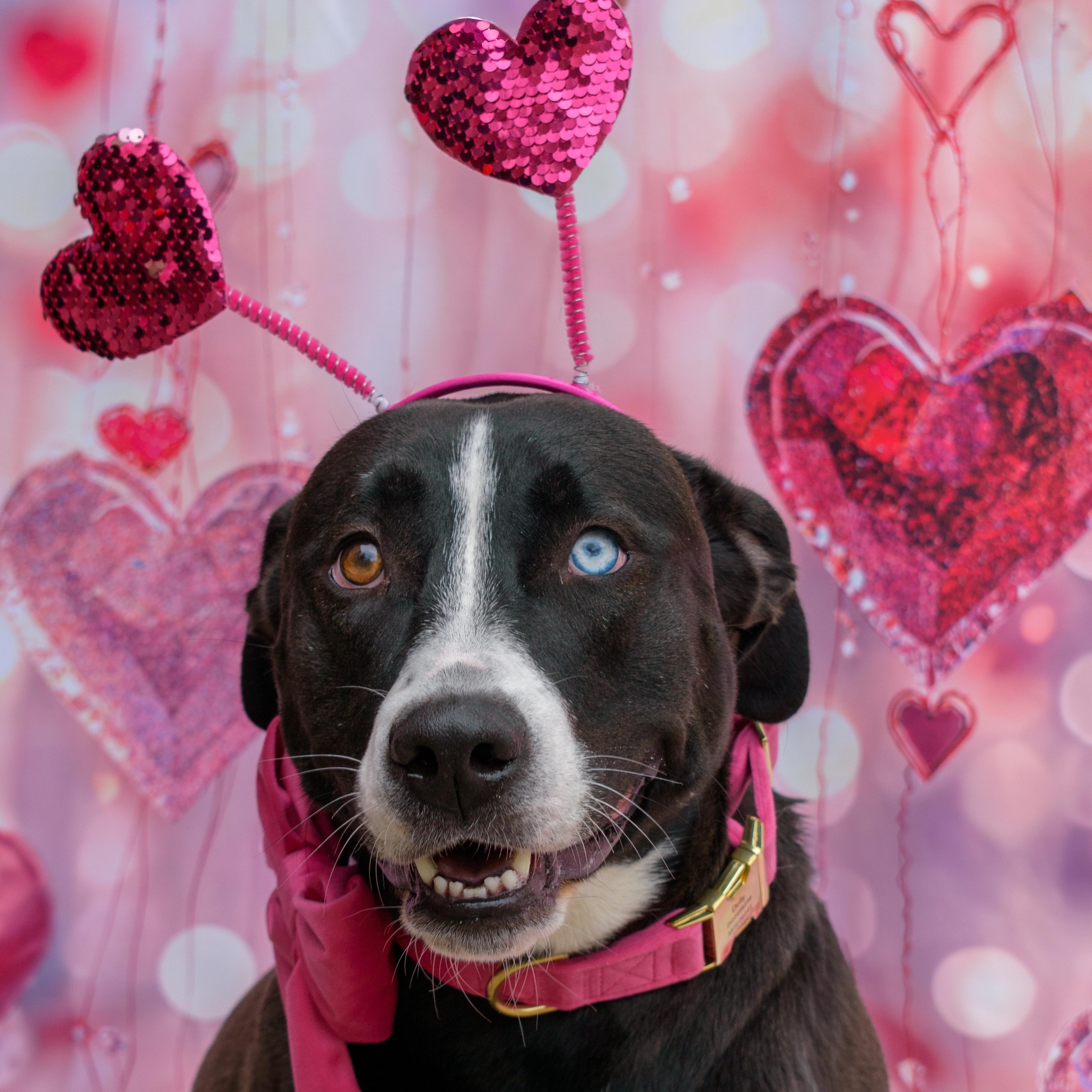 Arya , ADOPTABLE, Young Female Husky & Black Labrador Retriever.