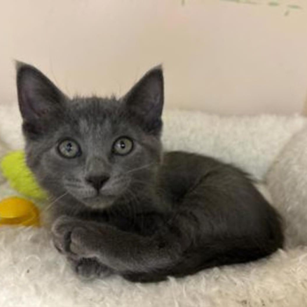 Dixieland MD 0626, adopted, Kitten Female Domestic Short Hair.
