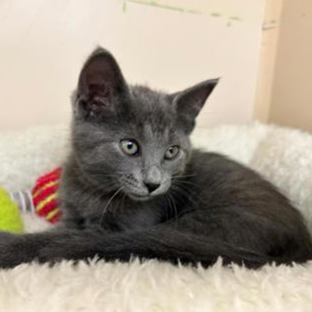 Enlarge Dixieland MD 0626, an adopted Domestic Short Hair in West Bloomfield, MI image 2/2