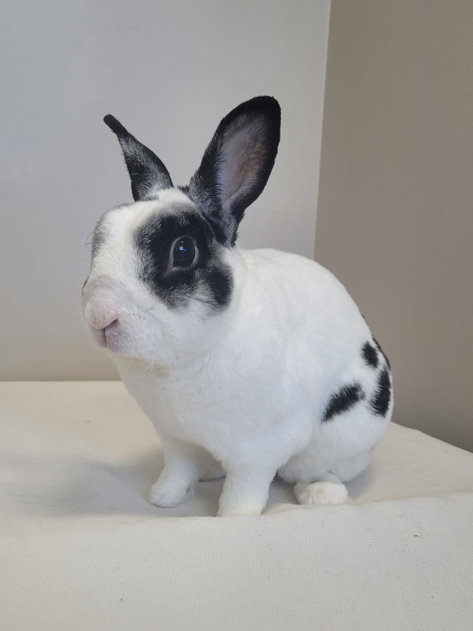 Enlarge Killian, a Adoptable Bunny Rabbit in Delson, QC image 1/1