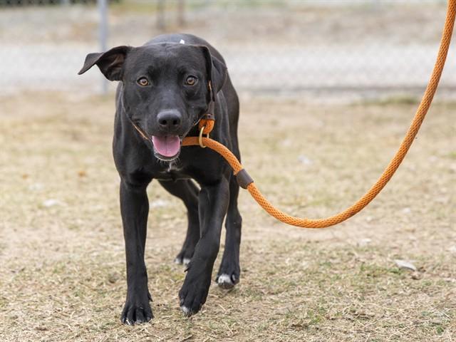 Enlarge JJ, a Adoptable Pit Bull Terrier in Phoenix, AZ image 1/1
