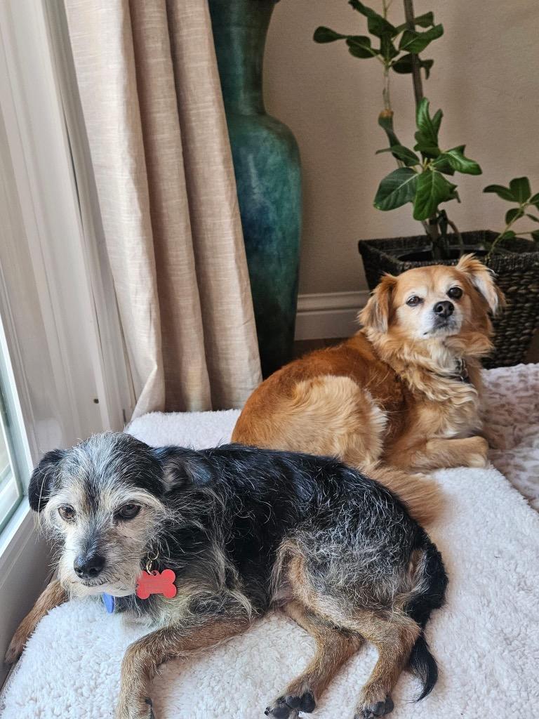 26Beasley, adoptable, Senior Male Yorkshire Terrier.