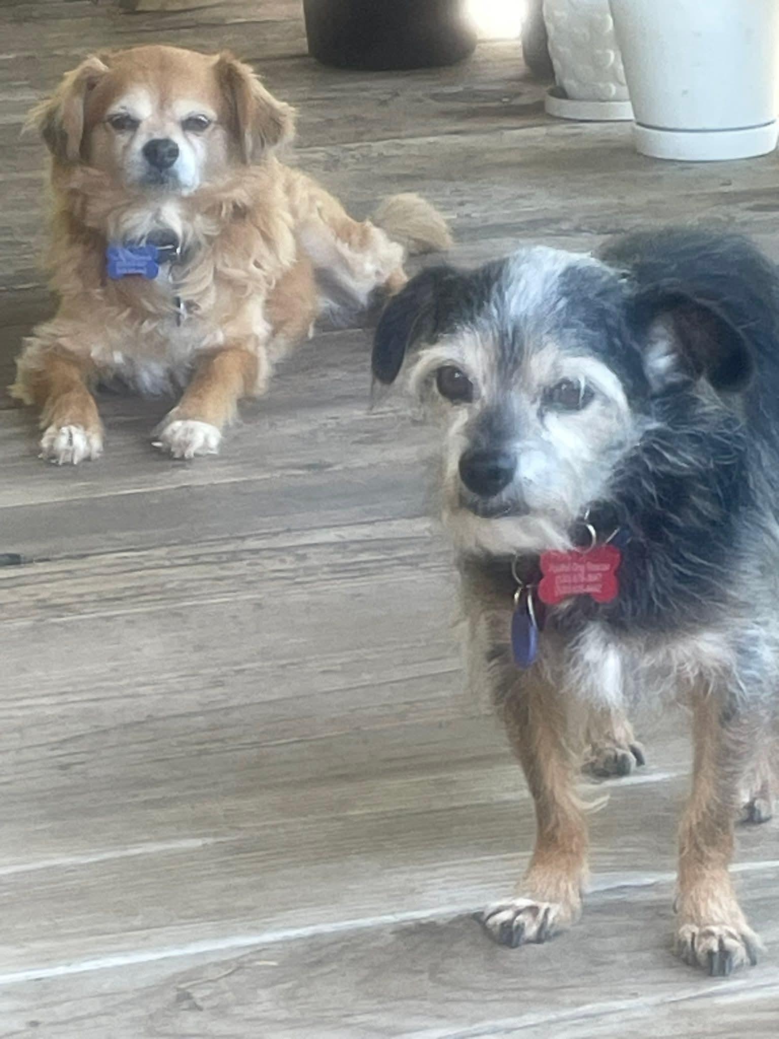 Enlarge 26Beasley, an adopted mixed breed in Shingle Springs, CA image 4/4