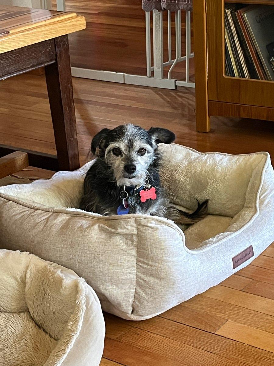 Enlarge 26Beasley, an adopted mixed breed in Shingle Springs, CA image 3/4