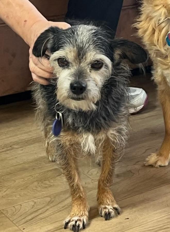 26Beasley, adopted, Senior Male Yorkshire Terrier.