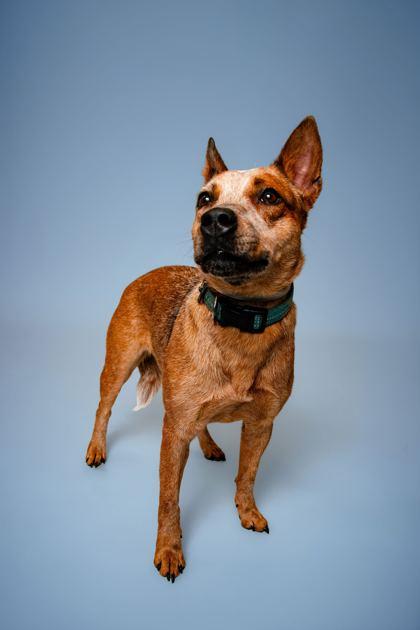 Roxy, a Adoptable mixed breed in Sevierville, TN image 1/3