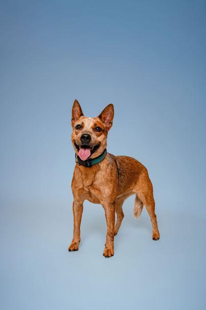 Roxy, a Adoptable mixed breed in Sevierville, TN image 2/3
