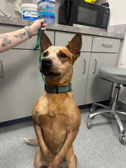 Roxy, a Adoptable mixed breed in Sevierville, TN image 3/3