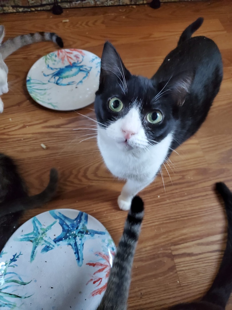 Batman, Adoptable, Adult Female American Shorthair.