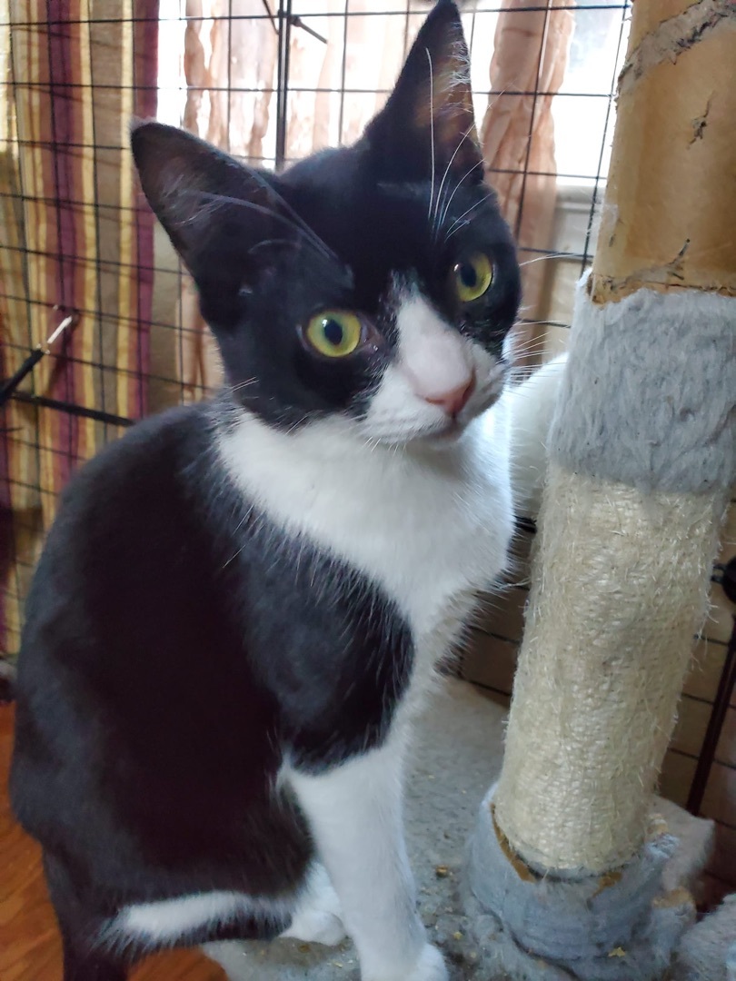 Enlarge Batman, a Adoptable American Shorthair in El cerrito, CA image 2/4