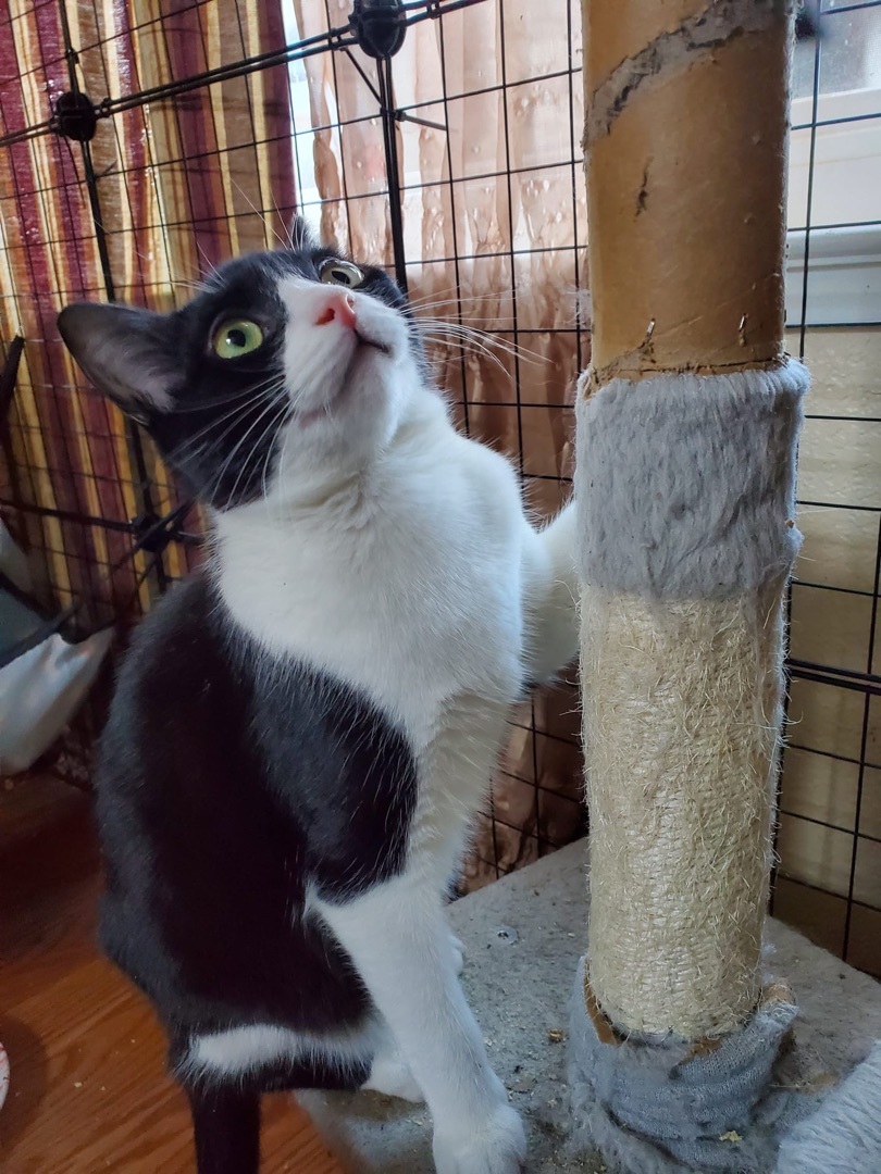 Enlarge Batman, a Adoptable American Shorthair in El cerrito, CA image 3/4
