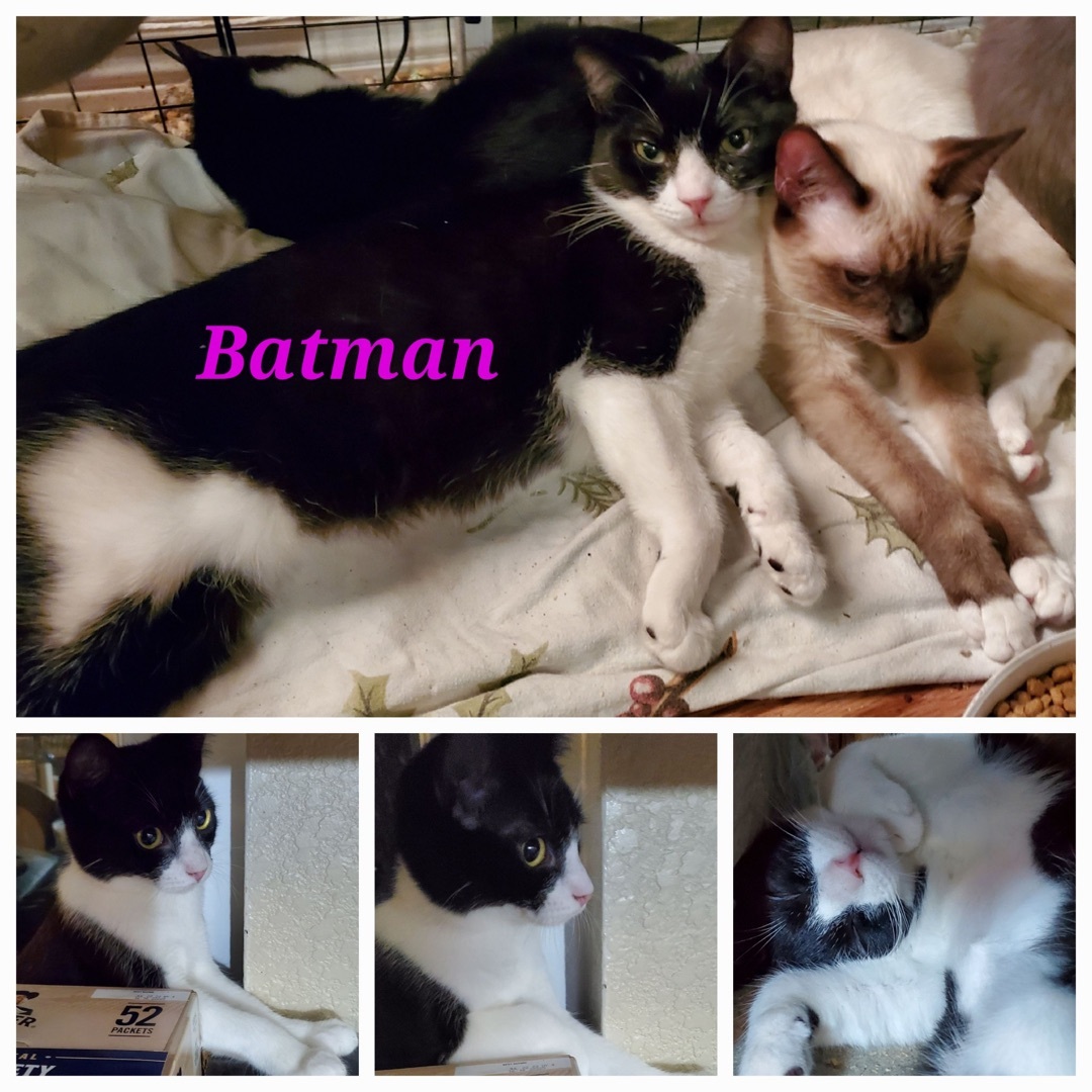 Enlarge Batman, a Adoptable American Shorthair in El cerrito, CA image 4/4