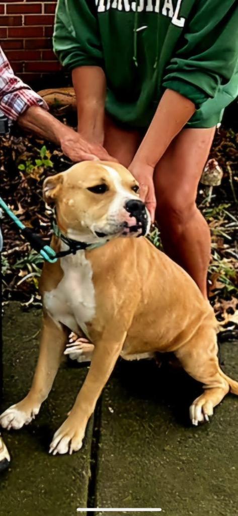 Sheba, Adoptable, Adult Female American Staffordshire Terrier.
