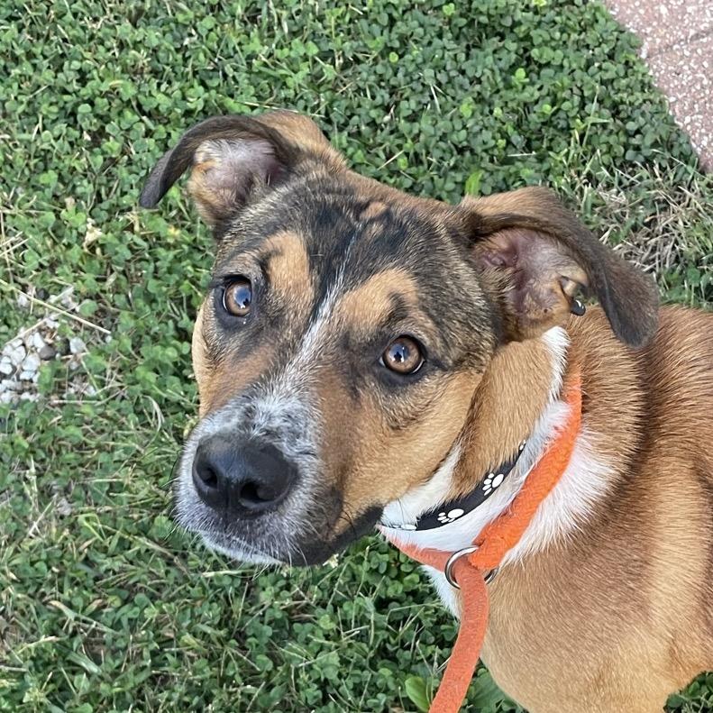 Weasel, Adoptable, Young Male Cattle Dog & Mixed Breed.