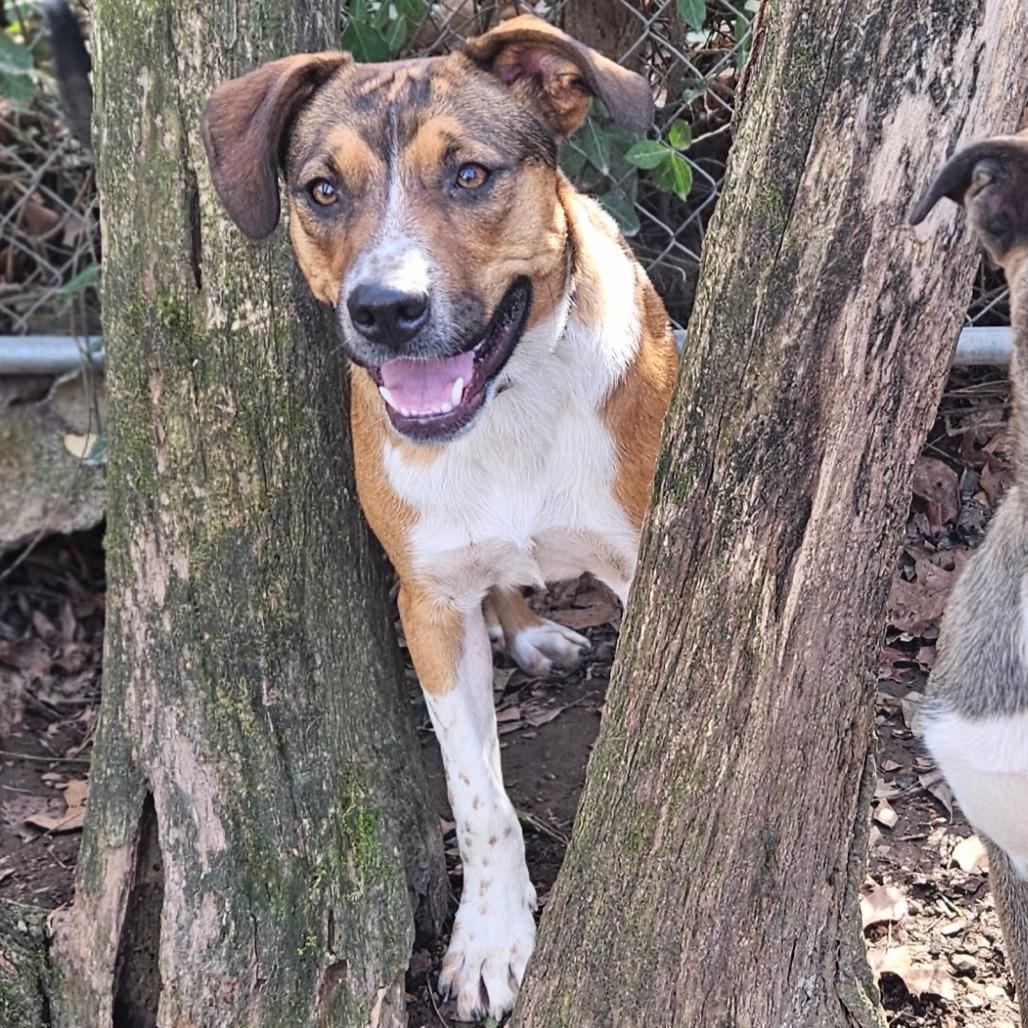 Weasel, Adoptable, Young Male Cattle Dog & Mixed Breed.