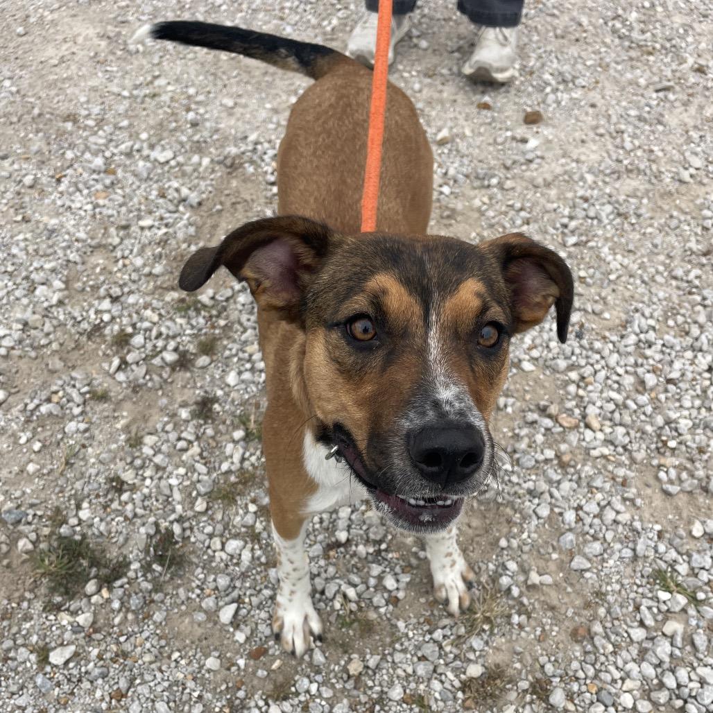 Weasel, Adoptable, Young Male Cattle Dog & Mixed Breed.