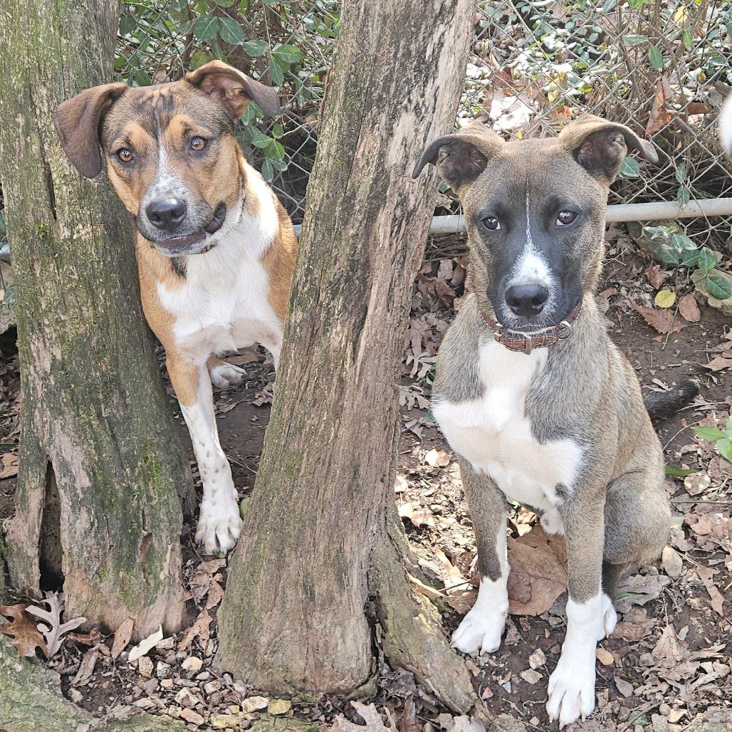 Enlarge Weasel, a Adoptable mixed breed in Springfield, MO image 3/6