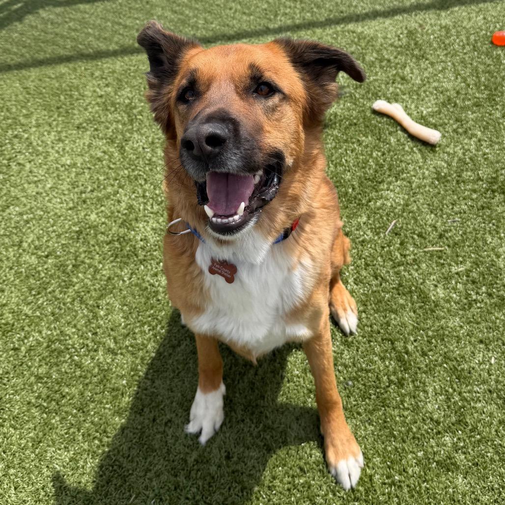 Tater Tot, Adoptable, Adult Male Shepherd & Mixed Breed.