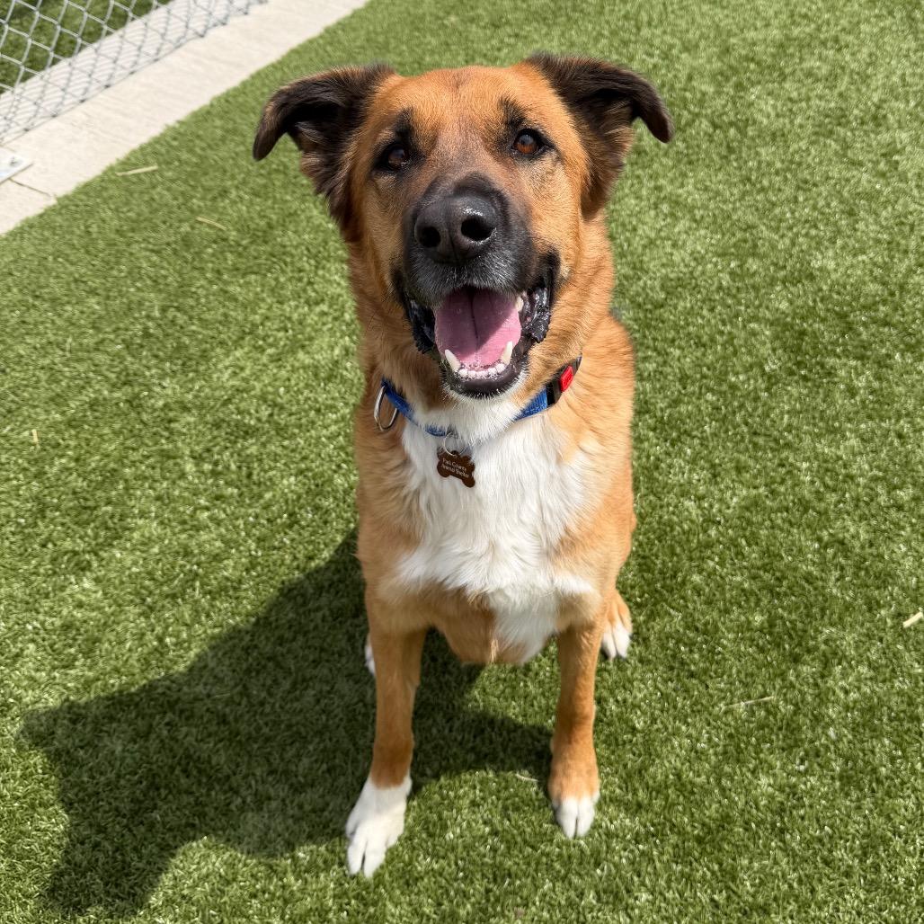 Enlarge Tater Tot, a Adoptable mixed breed in Cody, WY image 2/5