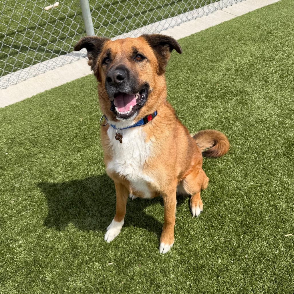 Enlarge Tater Tot, a Adoptable mixed breed in Cody, WY image 3/5