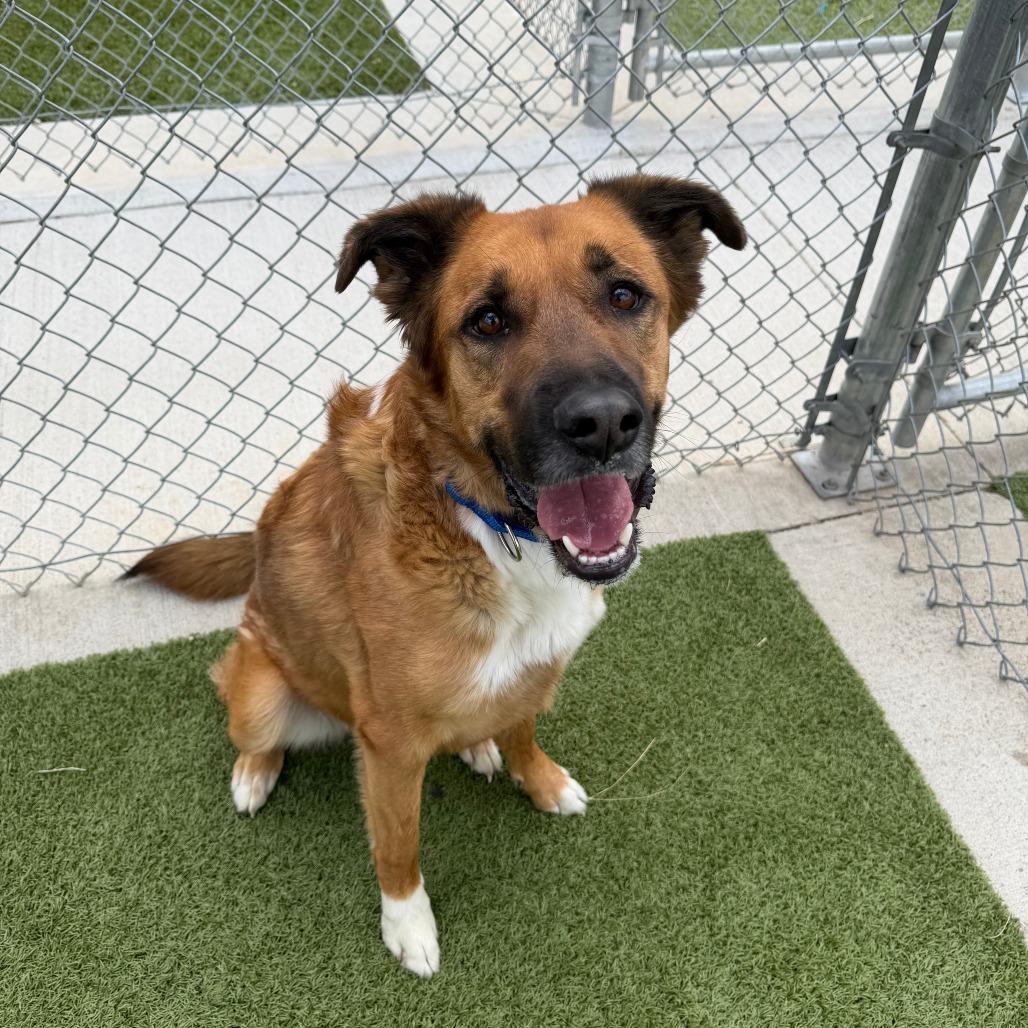 Enlarge Tater Tot, a Adoptable mixed breed in Cody, WY image 4/5