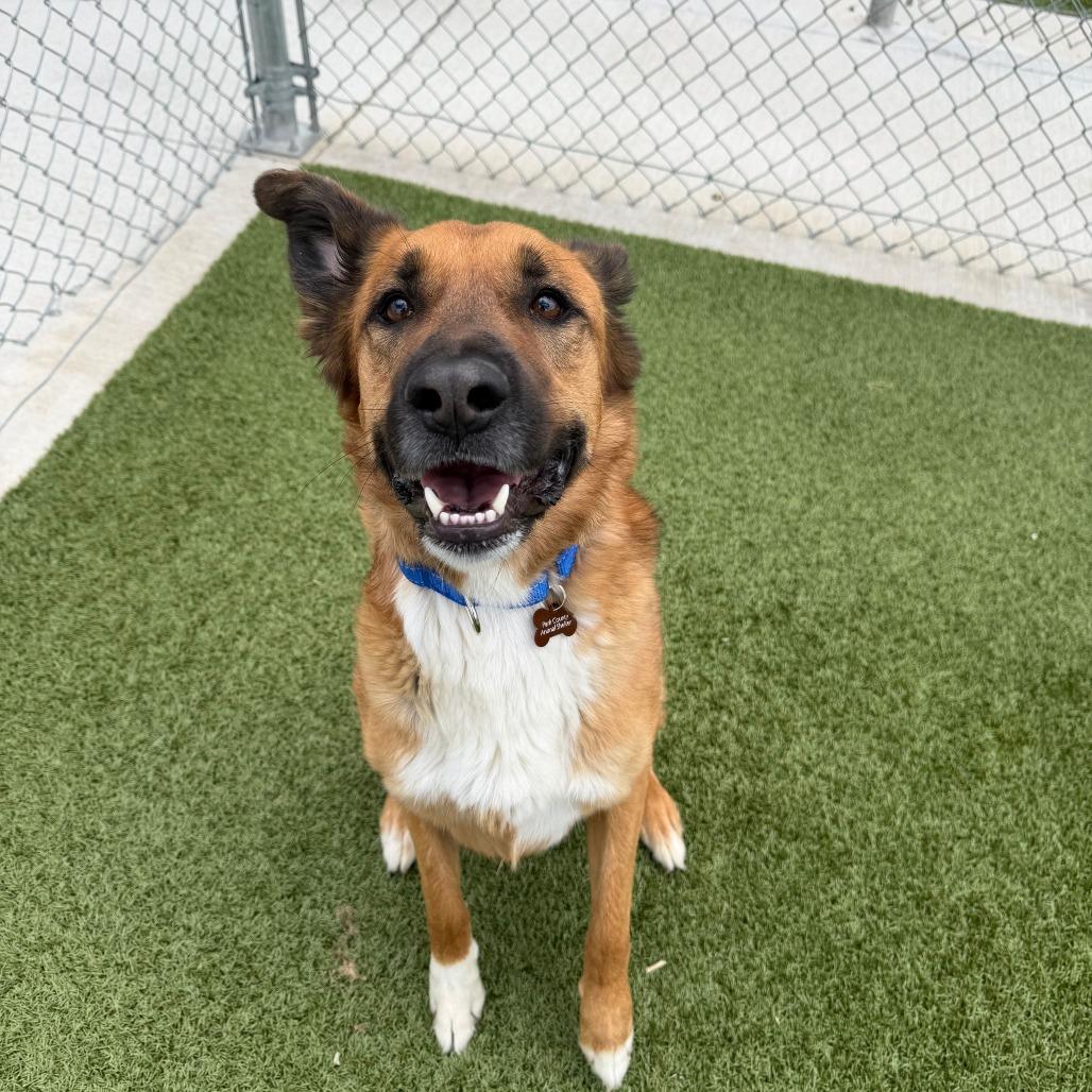 Enlarge Tater Tot, a Adoptable mixed breed in Cody, WY image 5/5