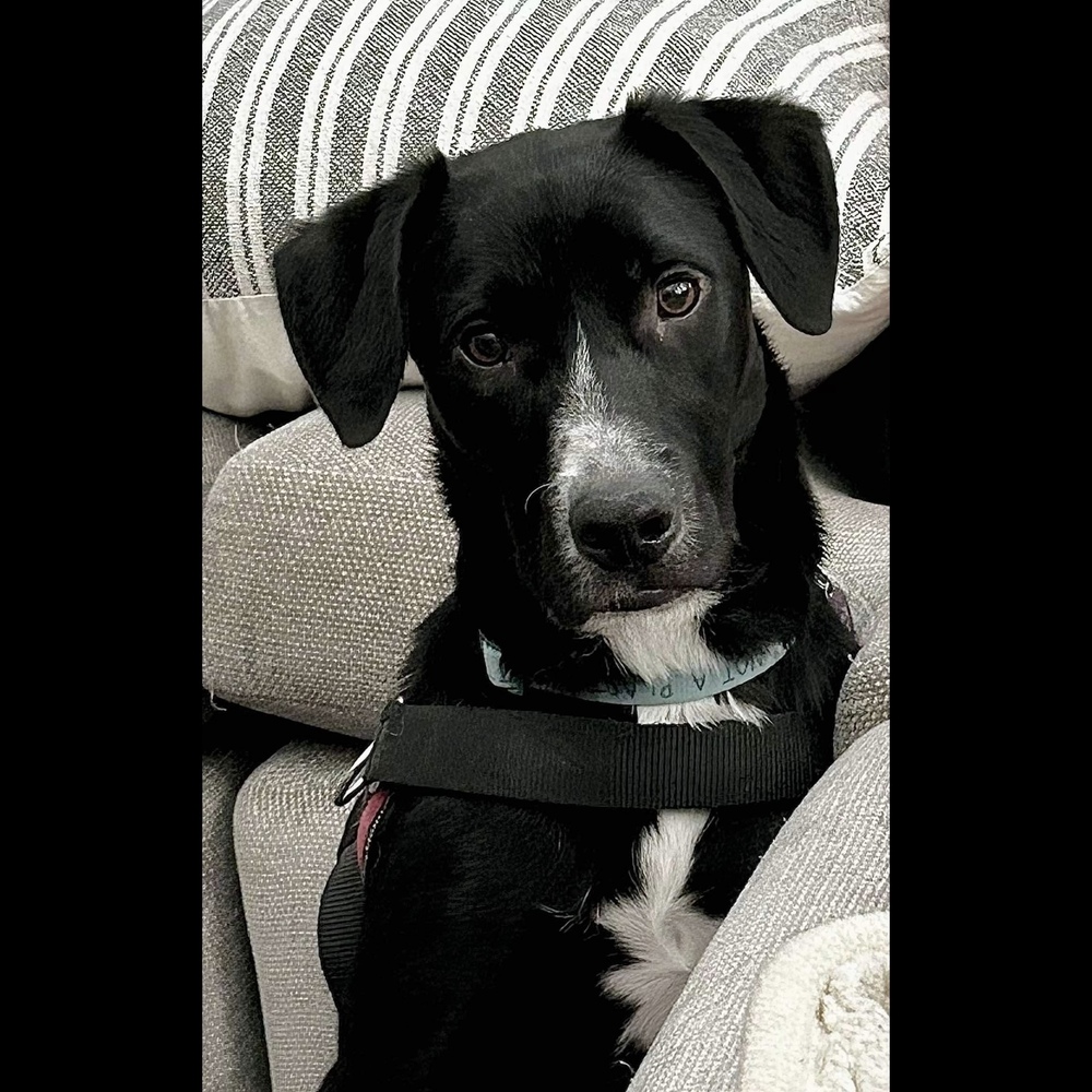 Bam Bam, a Adoptable mixed breed in Hurricane, UT image 6/6