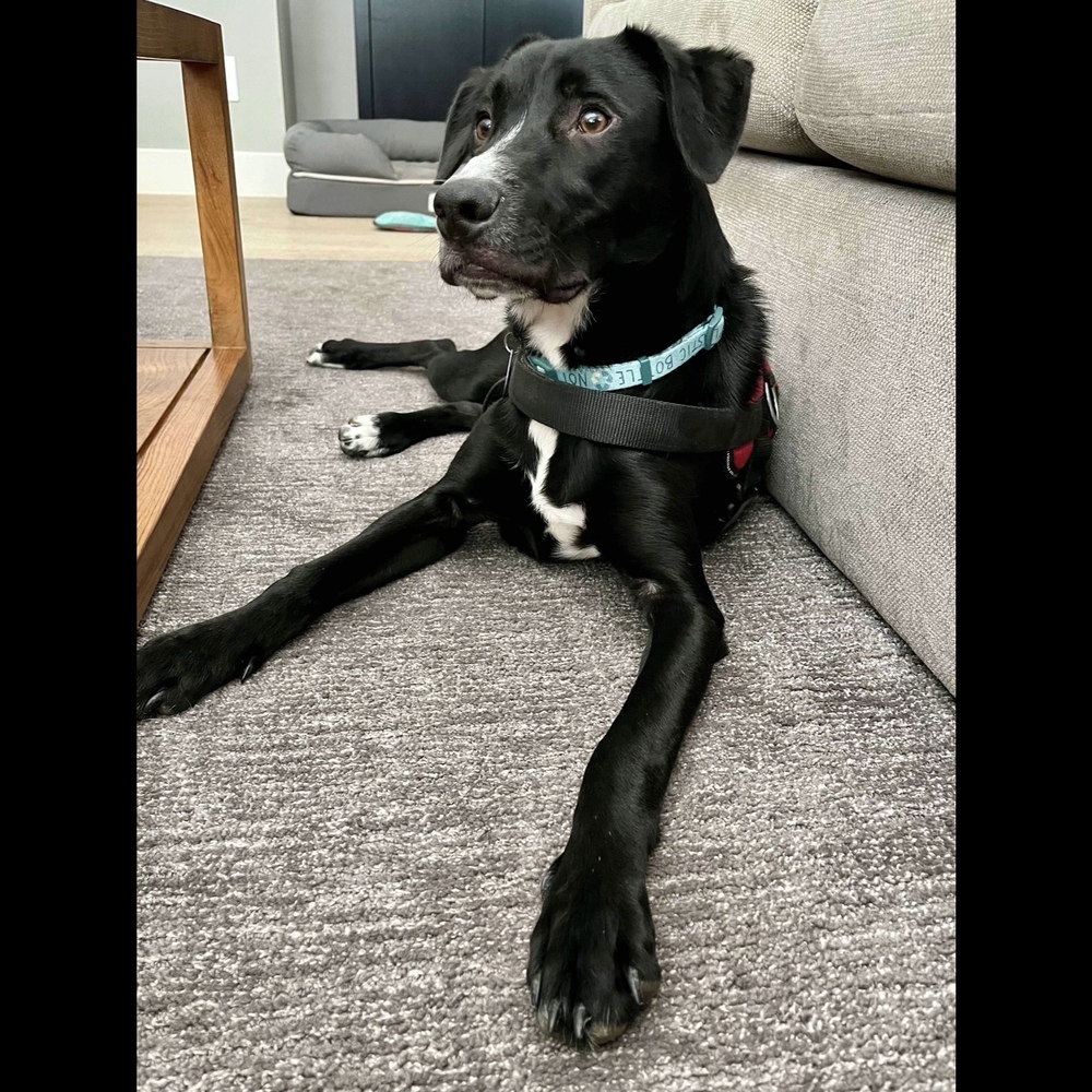 Bam Bam, a Adoptable mixed breed in Hurricane, UT image 4/6